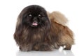 Pekingese Dog