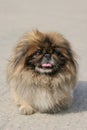 Pekingese Dog