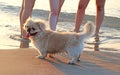 A Pekingese dog on the beach Royalty Free Stock Photo