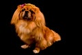 Pekingese dog with black background Royalty Free Stock Photo