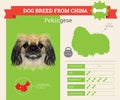 Pekingese Dog breed infographics.