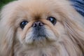 Pekingese dog Royalty Free Stock Photo