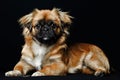 Pekingese Dog Face