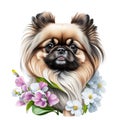 Pekingese dog with flowers isolated on white background. High quality photo Generative AI animal ai