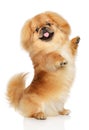 Pekingese dog in front of white background