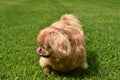 Pekingese Dog Licking her Nose While Outside Royalty Free Stock Photo