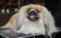 Pekingese dog Royalty Free Stock Photo