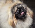 Pekingese dog Royalty Free Stock Photo