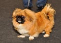 Pekingese dog Royalty Free Stock Photo