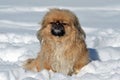 Pekingese dog