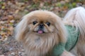 Pekingese dog on nature Royalty Free Stock Photo