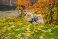 Pekingese dog on nature Royalty Free Stock Photo