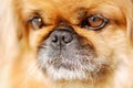 Pekingese dog portrait Royalty Free Stock Photo