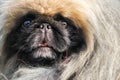 Pekingese dog portrait close up Royalty Free Stock Photo