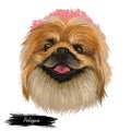 Pekingese dog portrait isolated. Digital art for web, t-shirt print and puppy food cover design, clipart. Toy breed, Beijingese, Royalty Free Stock Photo