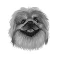 Pekingese dog portrait isolated. Digital art for web, t-shirt print and puppy food cover design, clipart. Toy breed, Beijingese, Royalty Free Stock Photo