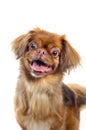 Pekingese dog portrait Royalty Free Stock Photo