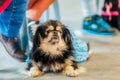 Pekingese Dog Portrait Royalty Free Stock Photo