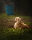 Pekingese dog portrait in sunlight, side view Royalty Free Stock Photo