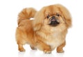 Pekingese dog. portrait on white background Royalty Free Stock Photo