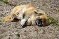 Pekingese dog is resting on rocky path in park. Pekingese is sacred dog of Chinese emperors