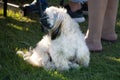 Pekingese dog tongue out in green grass. Portrait of happy pekingese dog lying in grass on summer walk. Pekingese red dog resting Royalty Free Stock Photo