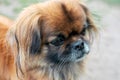 Adult dog Pekingese. Head close-up, sad look Royalty Free Stock Photo