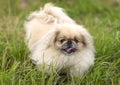 Pekinese dog close up