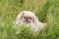 Pekinese dog close up