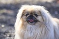 A Pekingese dog walks Royalty Free Stock Photo