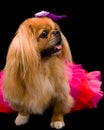 Pekingese dog wears red/pink tutu Royalty Free Stock Photo