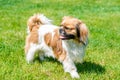 Pekingese dog Royalty Free Stock Photo