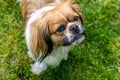 Pekingese dog Royalty Free Stock Photo