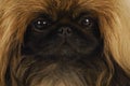 Pekingese face