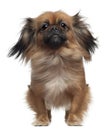 Pekingese, 2 and a half years old, standing in front of white ba