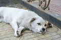 Dog Pekingese white color.