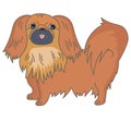 Pekingese