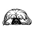 Pekingese - Lying Dog, Funny dog Cut File for cricut clipart