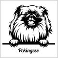 Pekingese - Peeking Dogs - breed face head isolated on white Royalty Free Stock Photo
