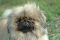 Pekingese(Pekinese)