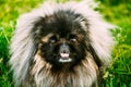 Pekingese Pekinese Peke Dog Resting On Grass