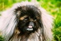 Pekingese Pekinese Peke Dog Resting On Grass