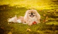 Pekingese dog on nature Royalty Free Stock Photo