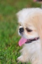 Pekingese Puppy 1