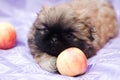 Pekingese puppy Royalty Free Stock Photo