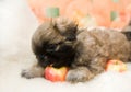 Pekingese puppy Royalty Free Stock Photo