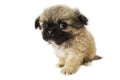 Pekingese puppy Royalty Free Stock Photo