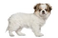 Pekingese puppy, 3 months old, standing