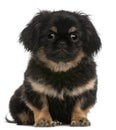 Pekingese puppy, 4 months old, sitting