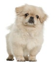 Pekingese puppy, 5 months old, standing Royalty Free Stock Photo